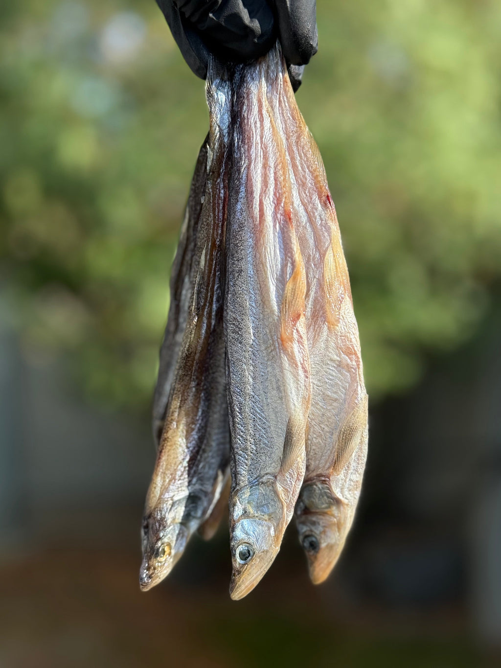 Dried Smelt XL (Вяленая Корюшка) 1lb