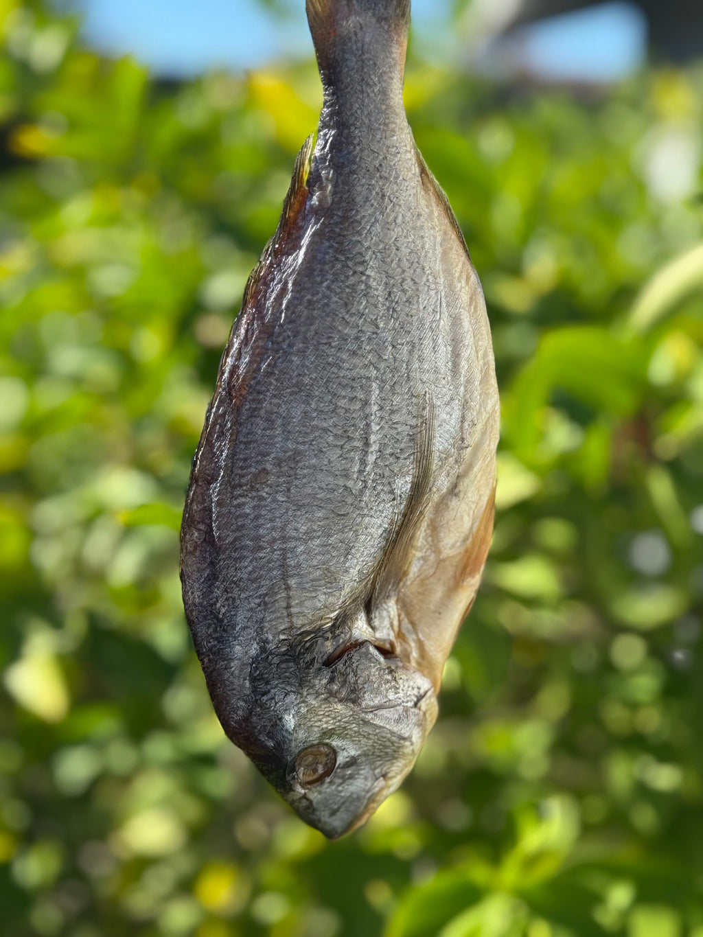 Dried Dorado (Вяленый Дорадо)