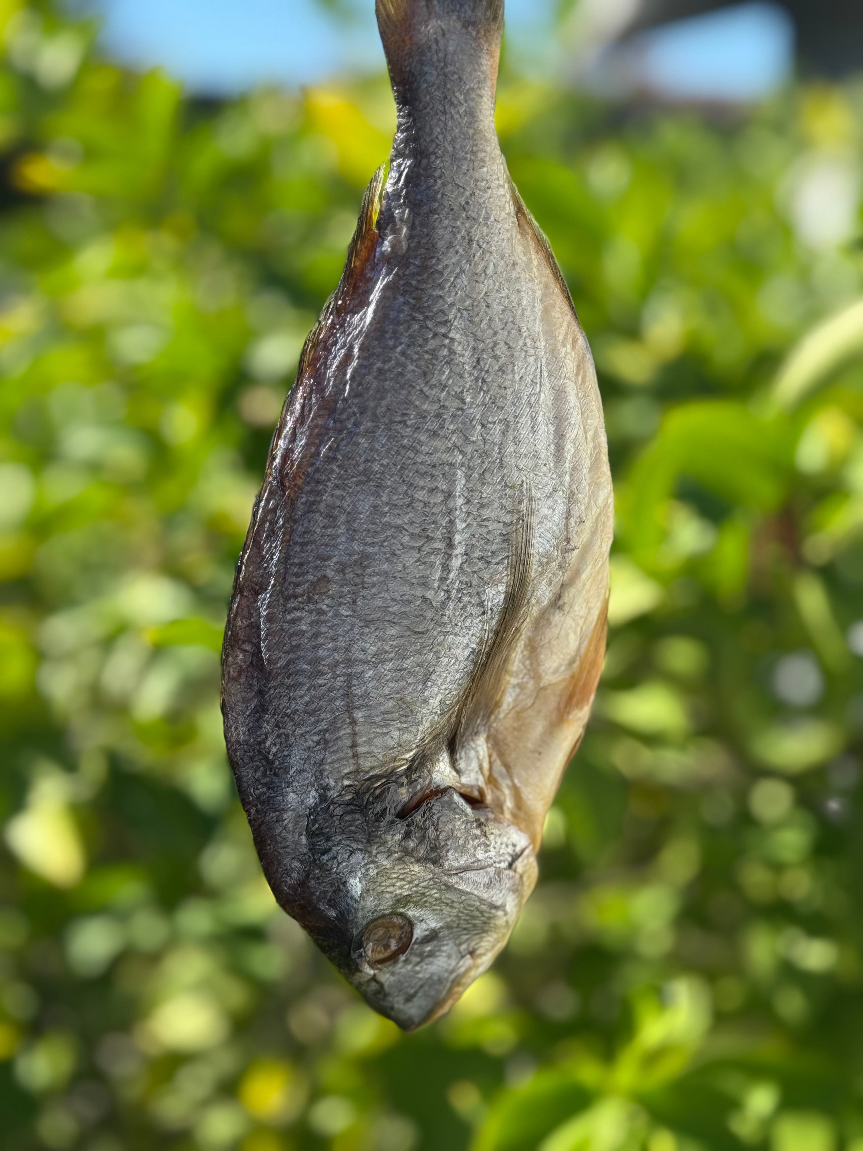 Dried Dorado (Вяленый Дорадо)