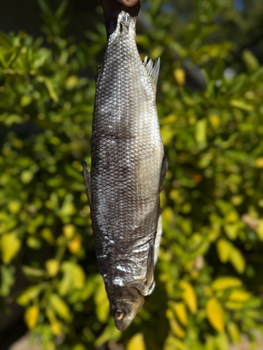 Dried WhiteFish (Сиг вяленый - сушеный)