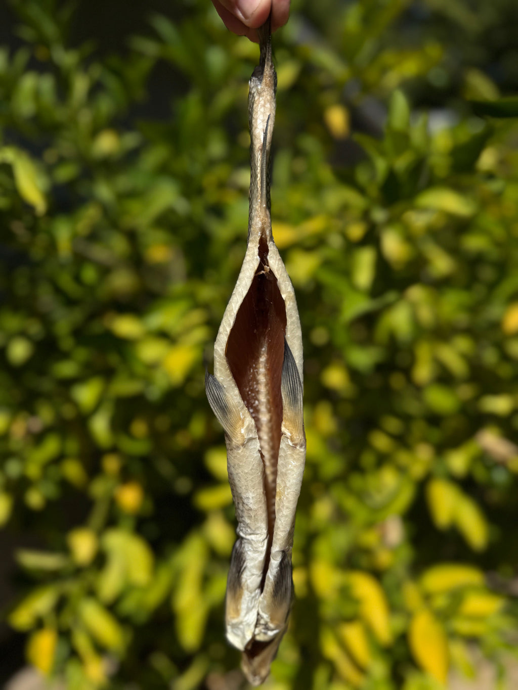 Dried WhiteFish (Сиг вяленый - сушеный)