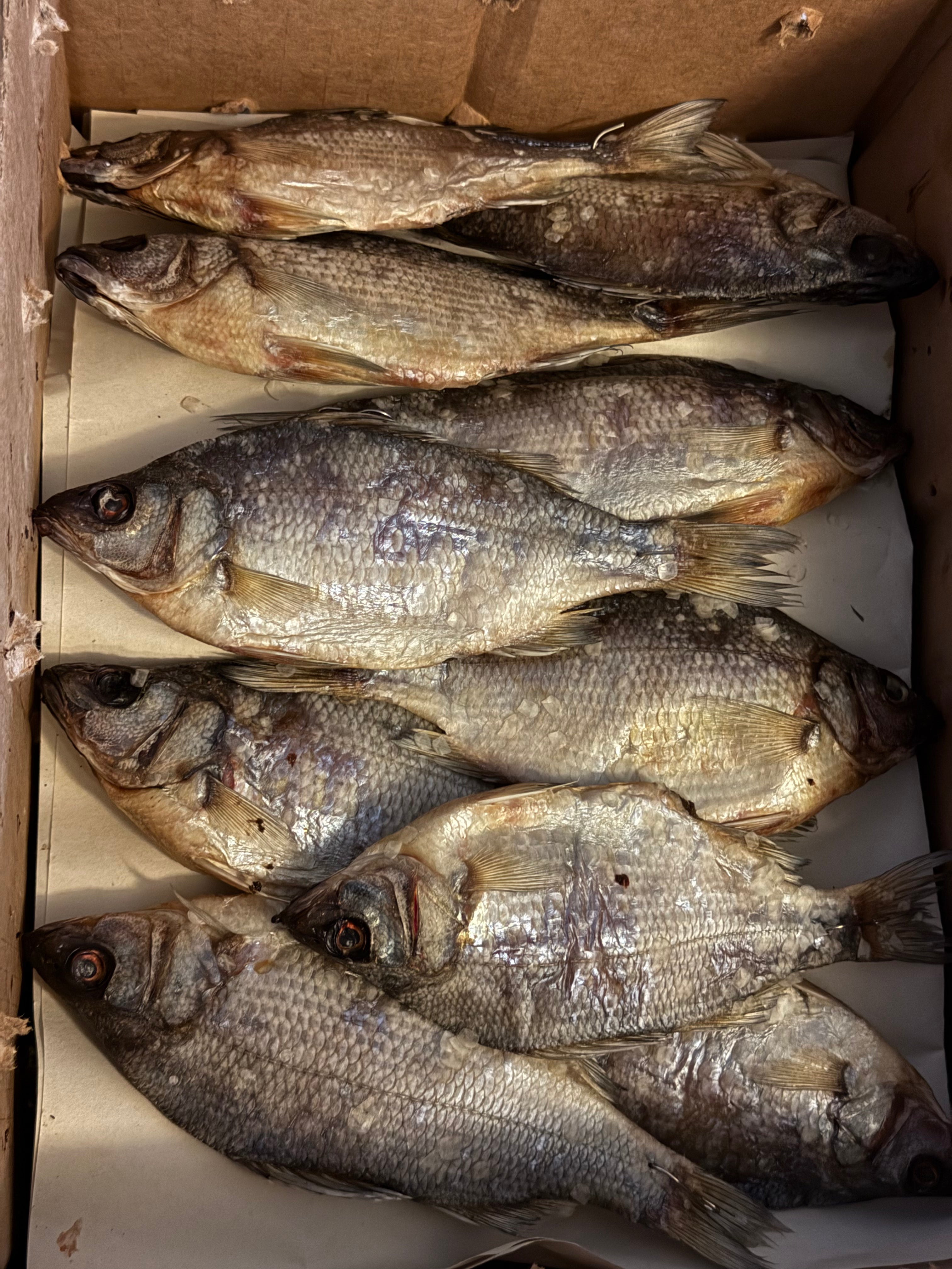 Dried White Bass with Roe (Вяленый Белый Окунь с икрой) 150-220g (1pc)