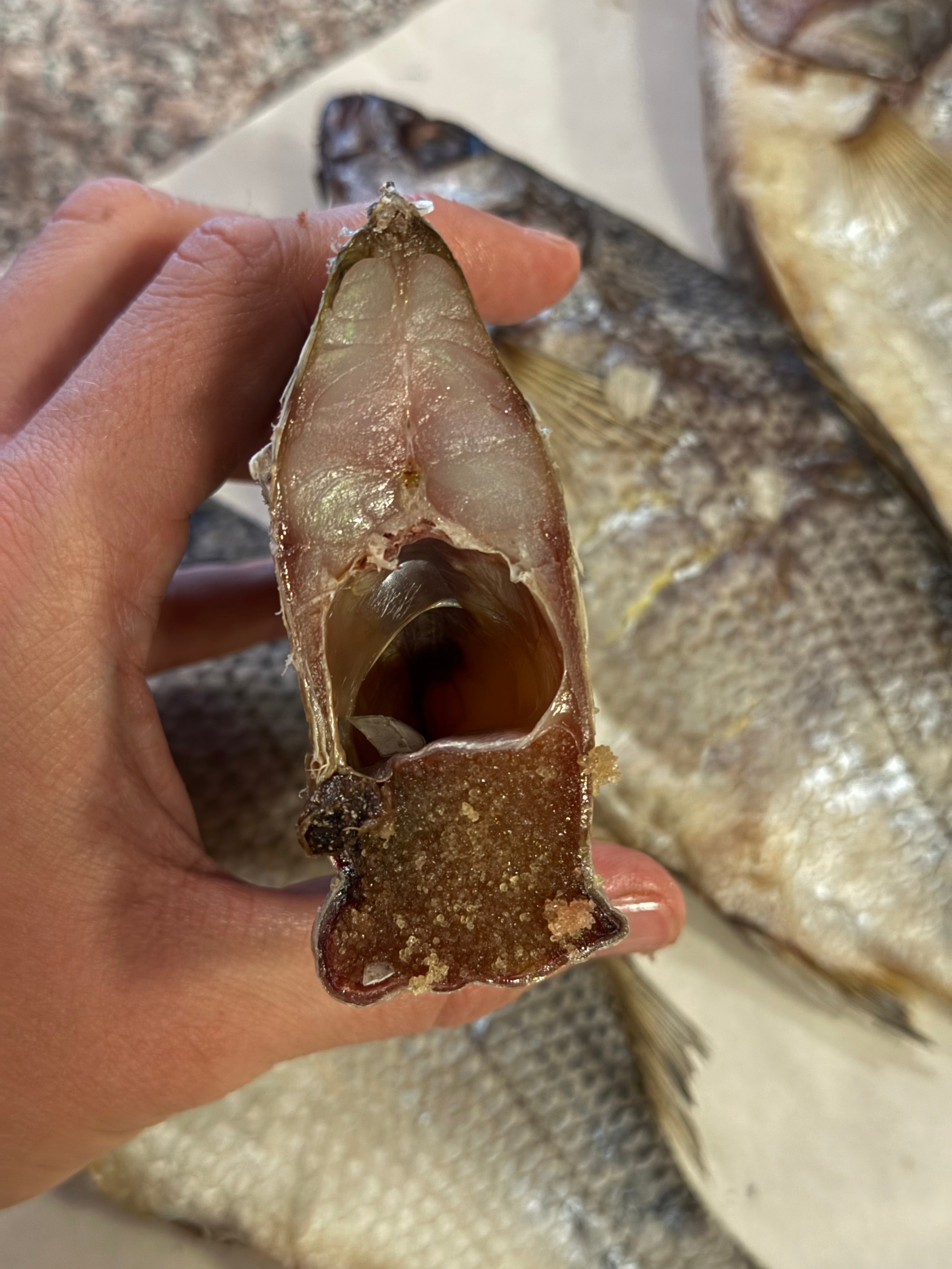 Dried White Bass with Roe (Вяленый Белый Окунь с икрой) 150-220g (1pc)