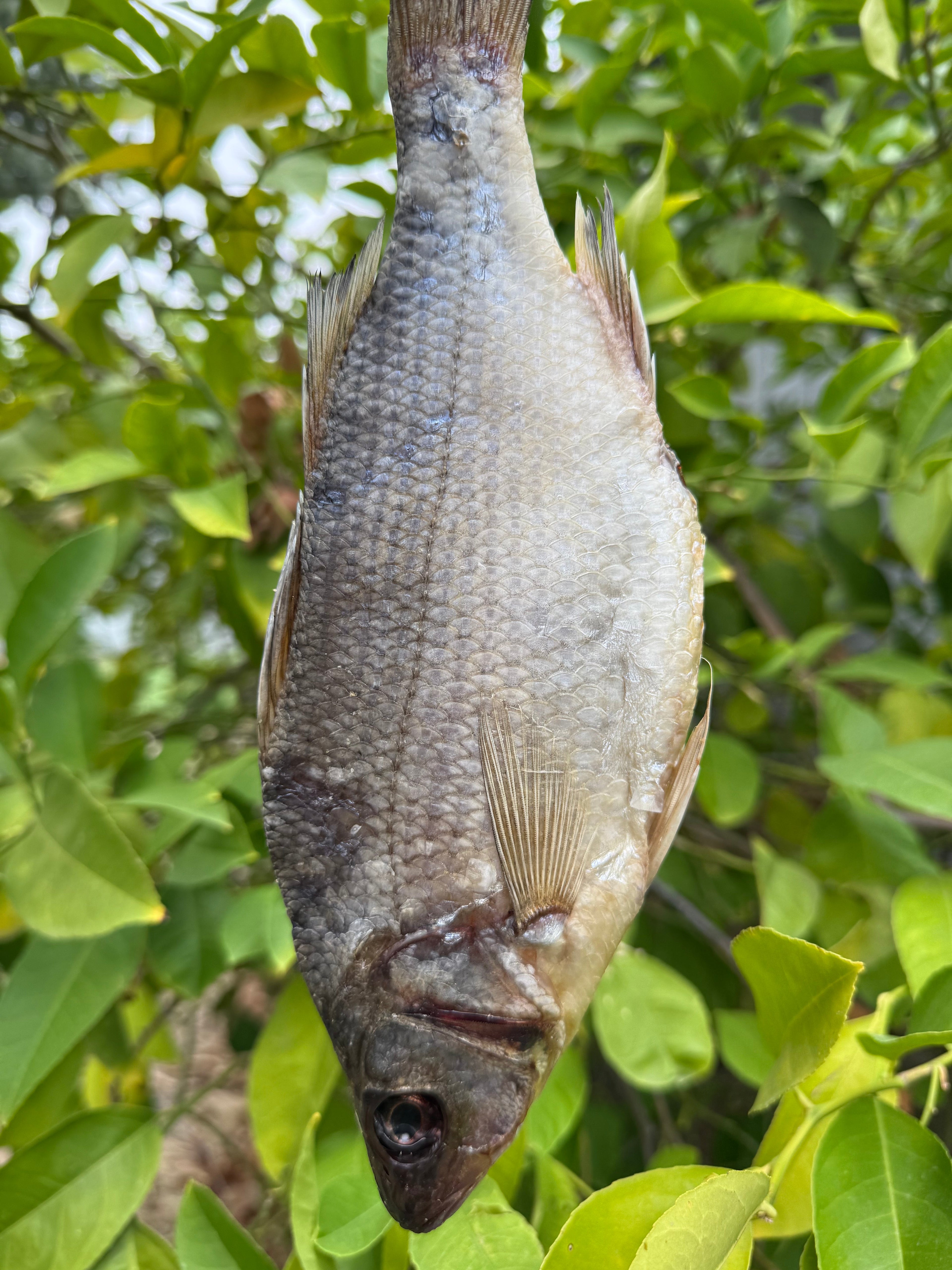 Dried White Bass with Roe (Вяленый Белый Окунь с икрой) 150-220g (1pc)